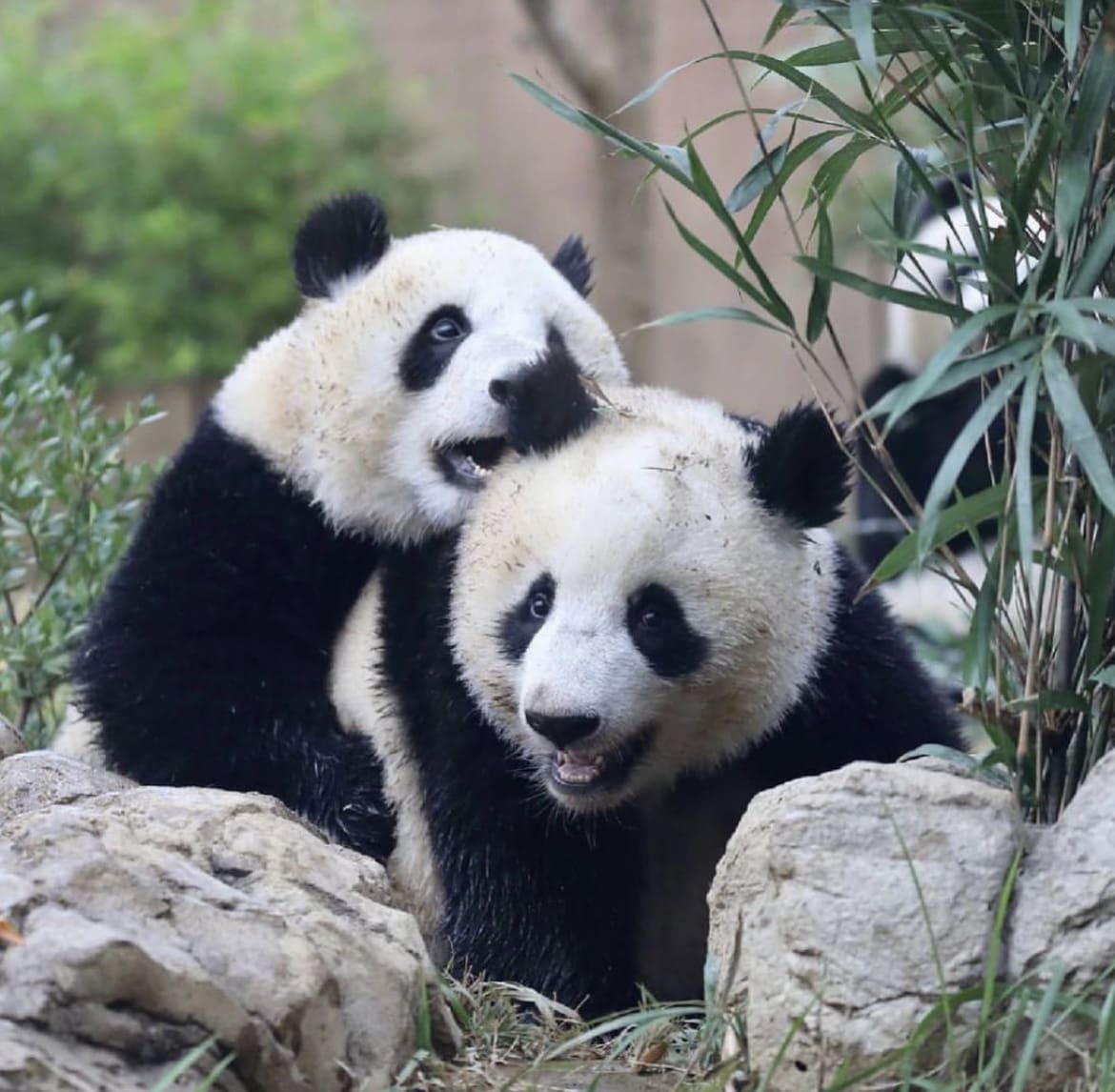 Playful Pandas
